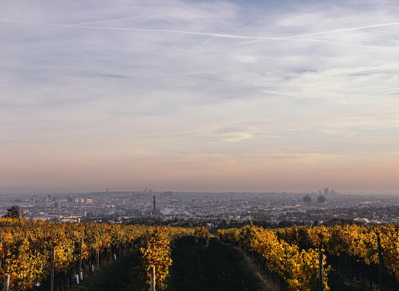 Figlmüller's Vienna vineyards